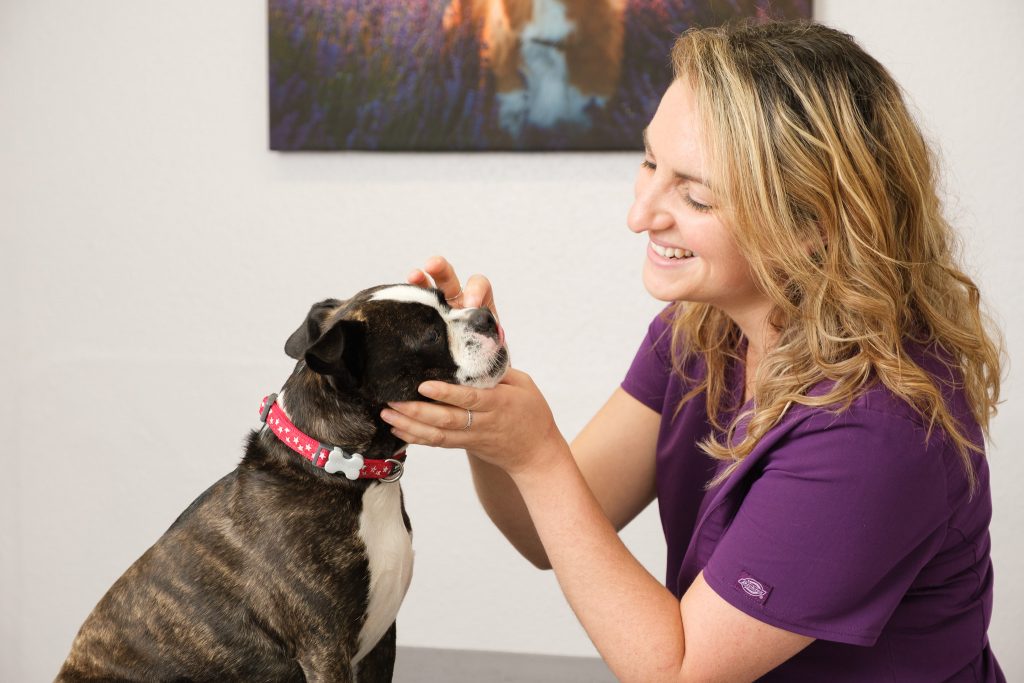 Business photography independent veterinary practice with nurse checking the eye of a small dog