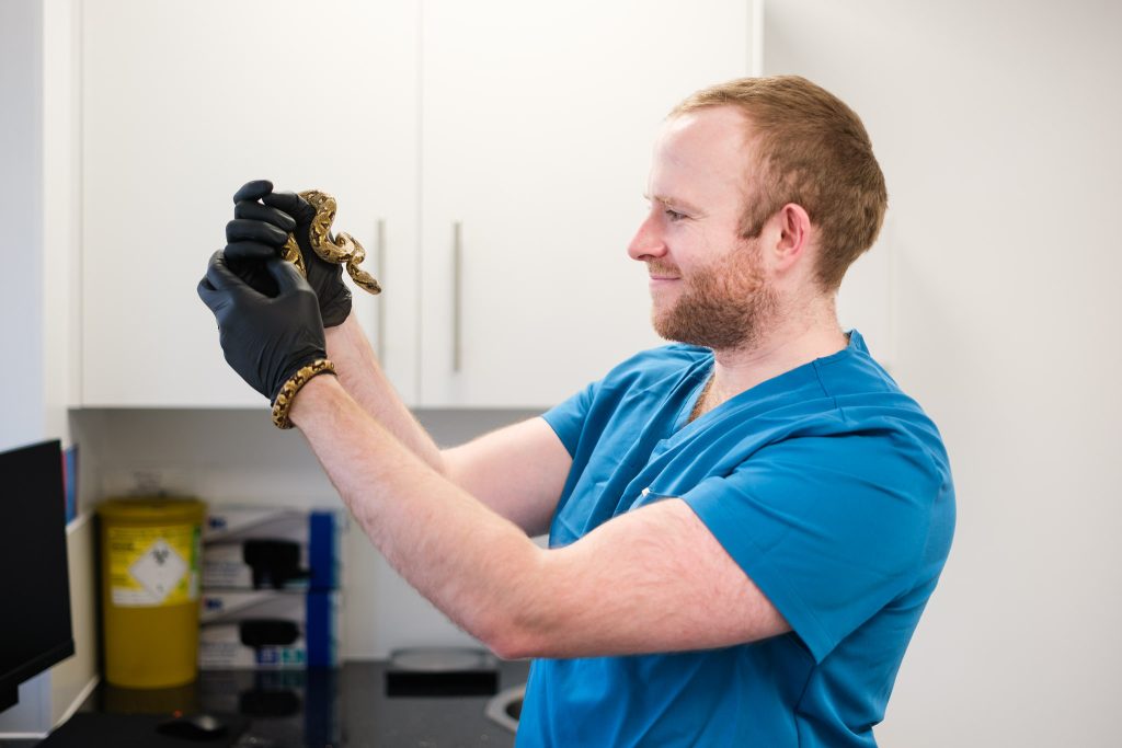 Exotics veterinary surgeon holding a small snake coiled around the hand at arms length