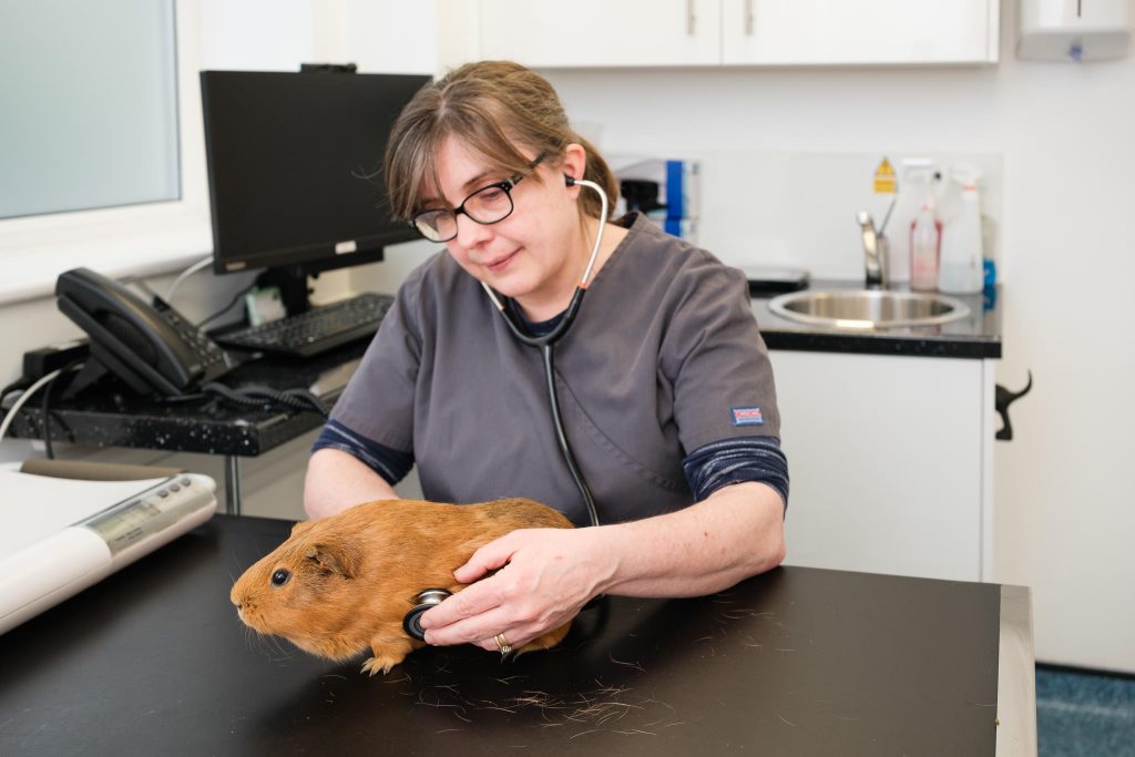 Head vet checking a guinea pig with a stethoscope