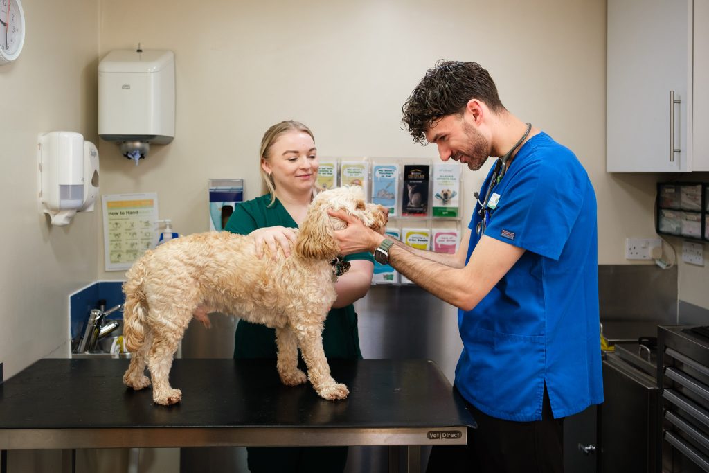 Veterinary surgeon showing a warm and gentle relationship with a dog during consultation