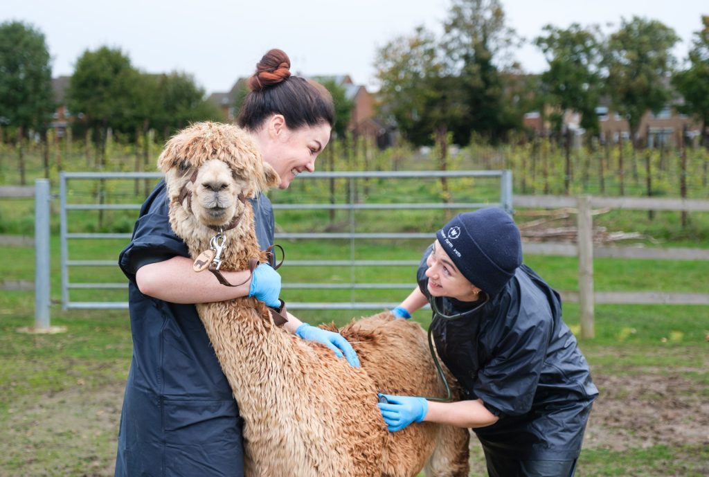 Two veterinary surgeons on a farm examining an alpaca